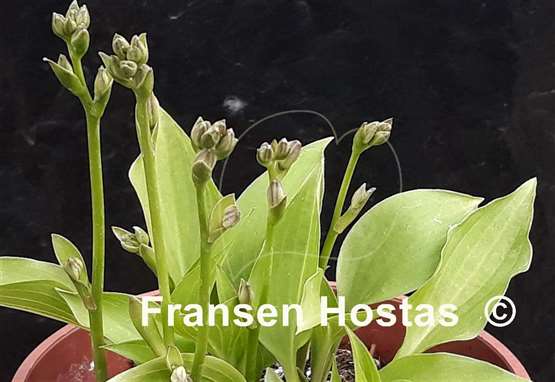 Hosta Jack of Spades